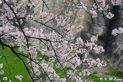 Sakura DSC_2635