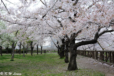 Sakura DSC_2658