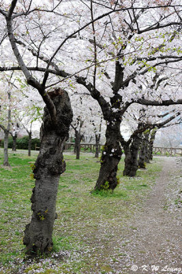 Sakura DSC_2661