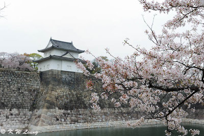 Sakura DSC_2594