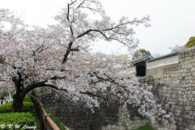 Sakura DSC_2602
