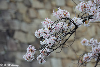 Sakura DSC_2629