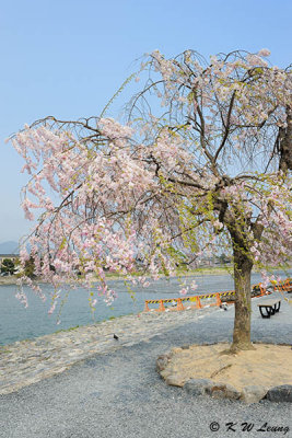 Sakura DSC_3336