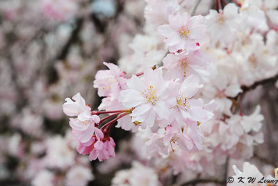 Sakura DSC_3308