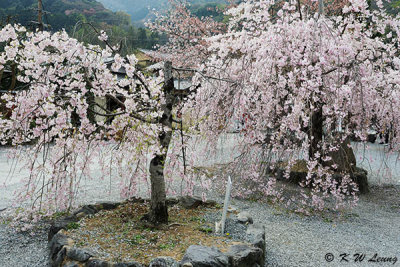 Sakura DSC_3304