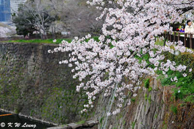 Sakura DSC_2633