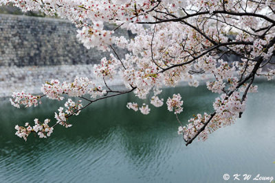 Sakura DSC_2671