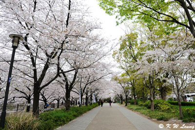 Sakura DSC_2584