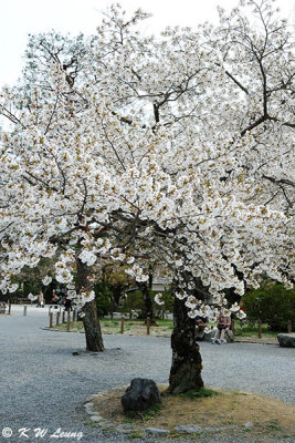 Sakura DSC_3314