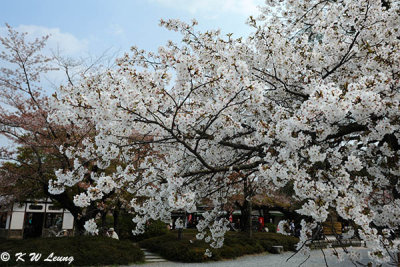 Sakura DSC_3294