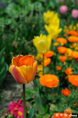 Tulip DSC_3454