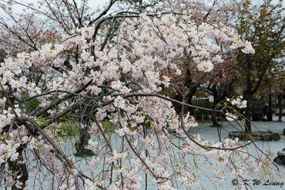 Sakura DSC_3305