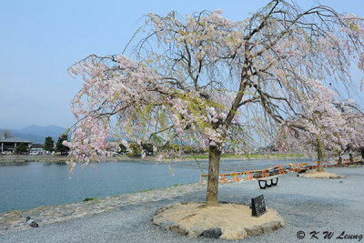 Sakura DSC_3340