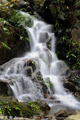 Shing Mun Reservoir DSC_1400