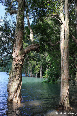 Shing Mun Reservoir DSC_1407