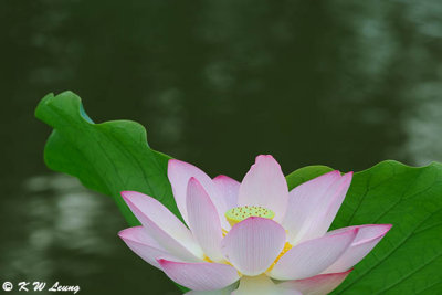 Lotus DSC_1364