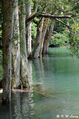 Shing Mun Reservoir DSC_1411