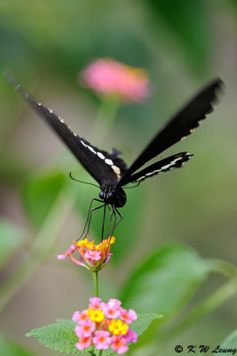 Papilio polytes DSC_1533