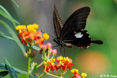 Papilio helenus DSC_5367