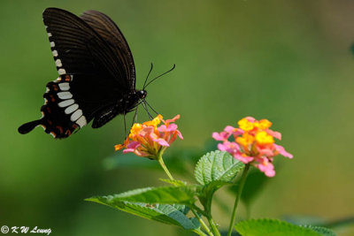 Papilio polytes DSC_5378