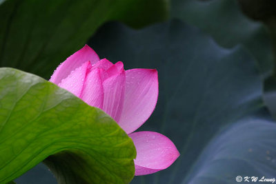 Lotus DSC_2035