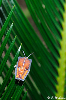 Older nymph of Lychee Stinkbug DSC_6570 