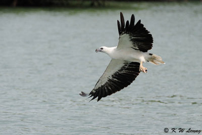 White-bellied Sea Engle DSC_9086