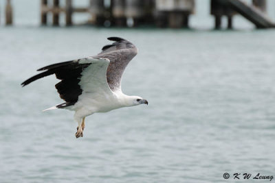 White-bellied Sea Engle DSC_9290