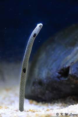 Spotted Garden Eel DSC_8980