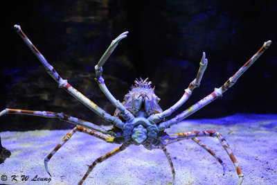 Spider crab DSC_8920