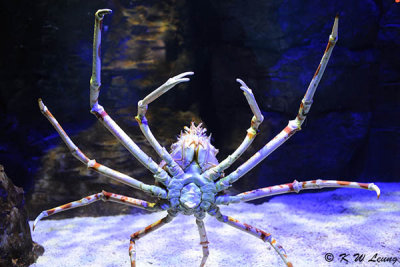 Spider crab DSC_8908