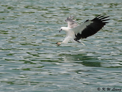 Immature White-bellied Sea Engle DSC_9215