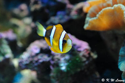 Clownfish DSC_9006