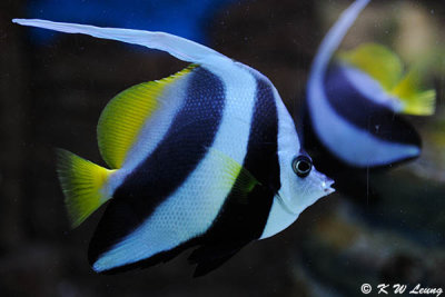 Schooling bannerfish DSC_8957