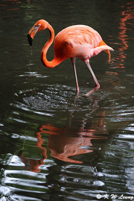 Flamingo DSC_0025