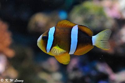 Clownfish DSC_9007