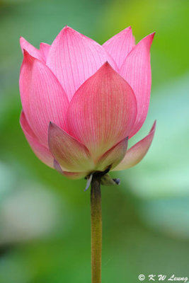 Lotus DSC_0156