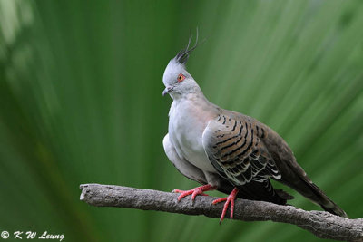 Crested Pigeon DSC_0198