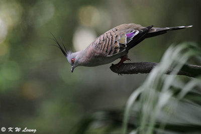 Crested Pigeon DSC_0220