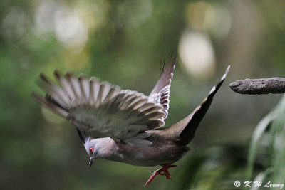 Crested Pigeon DSC_0221