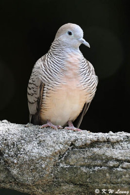 Zebra Dove DSC_0250