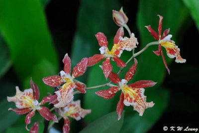 Orchid DSC_0279