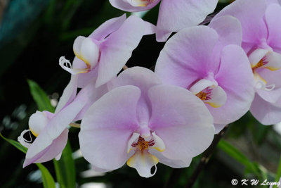 Orchid DSC_0291