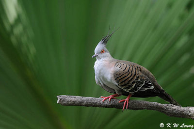 Crested Pigeon DSC_0203