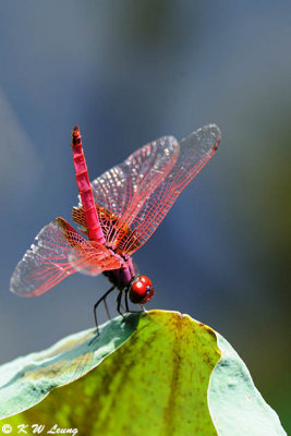 Trithemis aurora DSC_1772