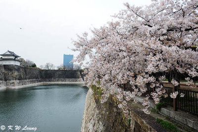 Sakura DSC_2586