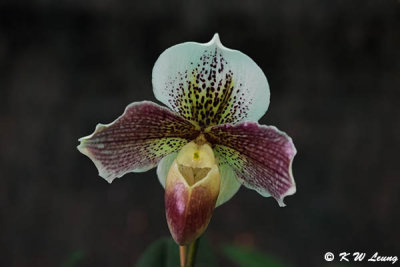Orchid DSC_2670