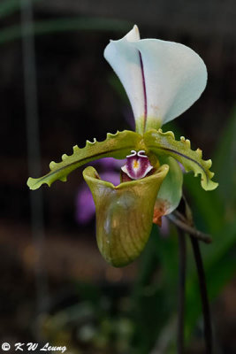 Orchid DSC_2653