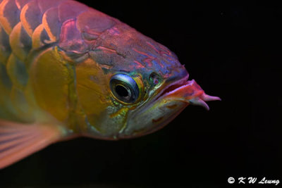 Red Arowana DSC_2601