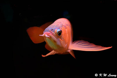 Red Arowana DSC_2626